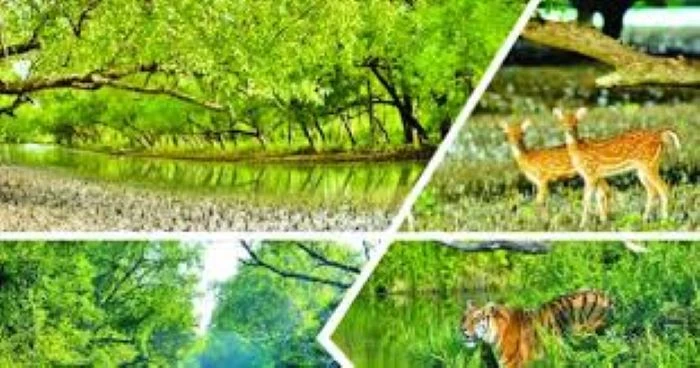 সুন্দরবনে বাড়ছে চোরা শিকারিদের দৌরাত্ম্য এক বছরে ২৯৪ মামলা : গ্রেফতার ৩৯৬, তবু থামছে না হরিণ শিকার